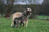 IRISH WOLFHOUND 285